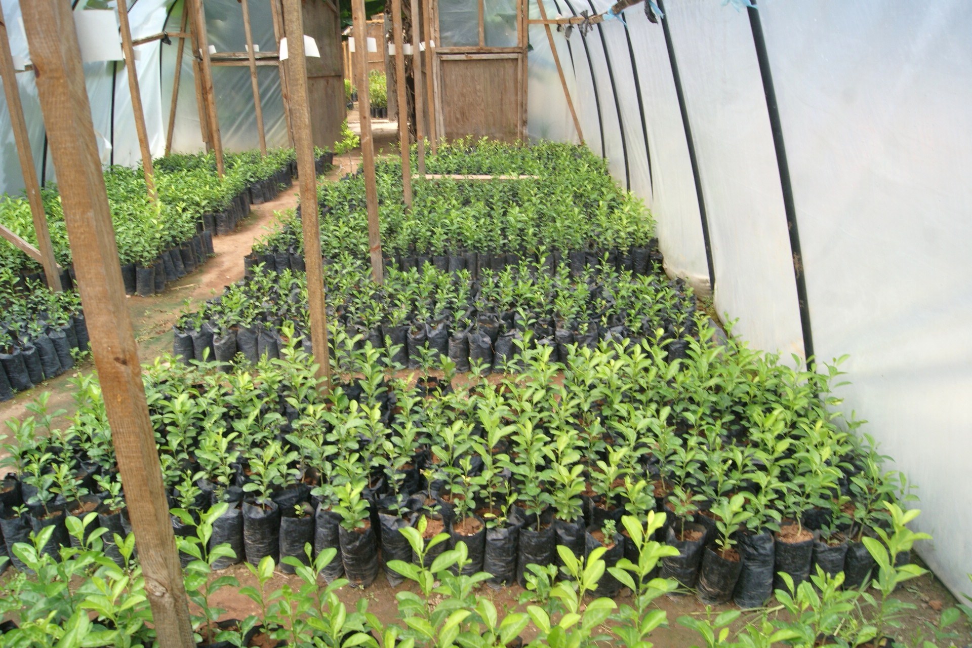Fruit Tree Seedlings